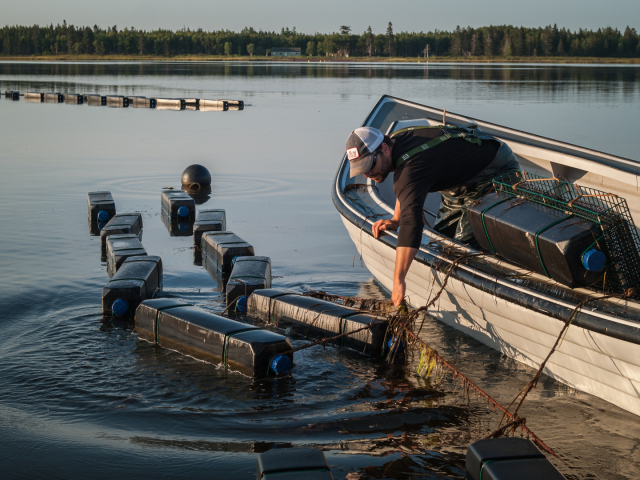 Hauling cultivated oyster lines