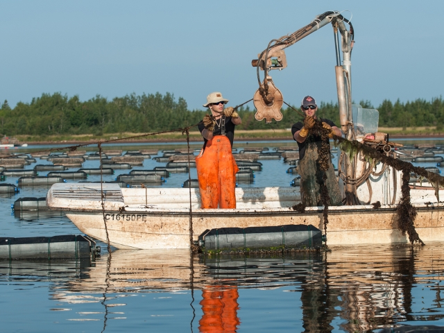 hauling cultured oyster cages