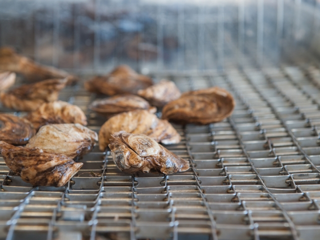 oysters on conveyer belt